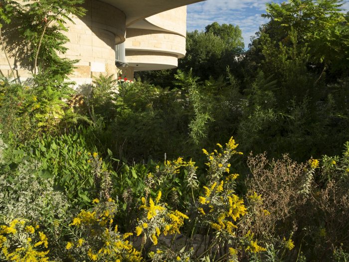 Gardens plantings in foreground with NMAI building in background