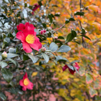 Screenlock contest photo of red camellia