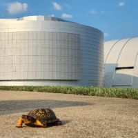 Screenshot contest photo of box turtle crossing road in front of MCI pods