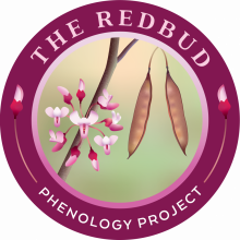 Logo of Redbud Phenology logo