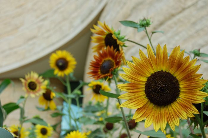 Close up of sunflowers in bloom