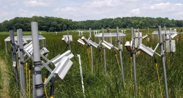 Rows of heat lamps on poles in a grassy field