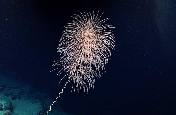 Luminescent deep-sea coral