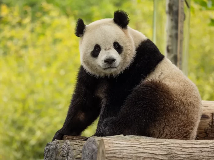 Giant panda Bao Li