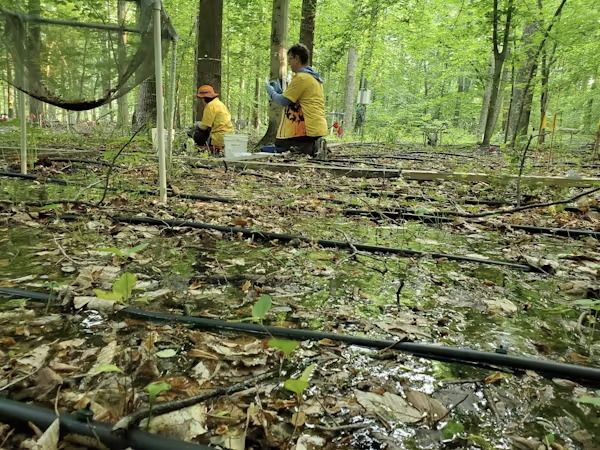 Two scientists photographed from low angle as they consuct studies in wooded area