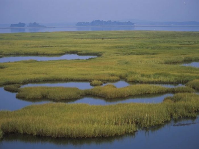 Wetlands showing marsh and grasses