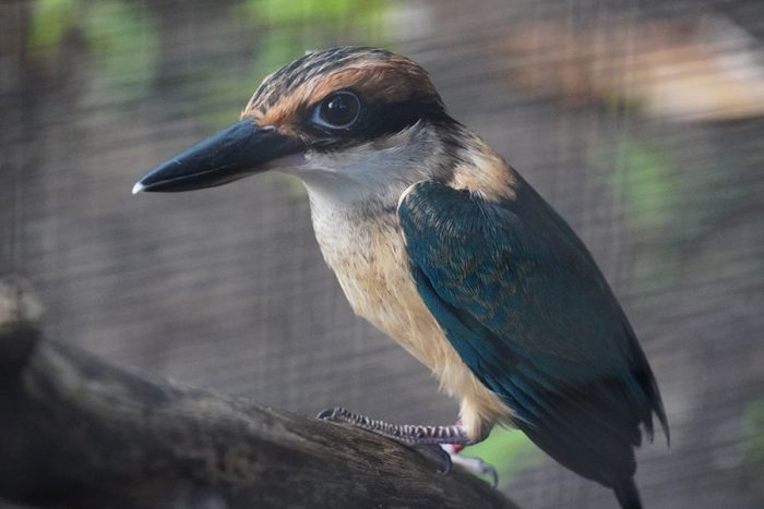 Close-up of young sihek bird