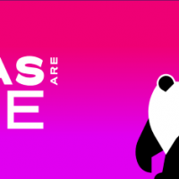Giant Pandas debut at the Zoo