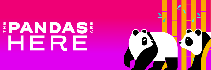 Giant Pandas debut at the Zoo