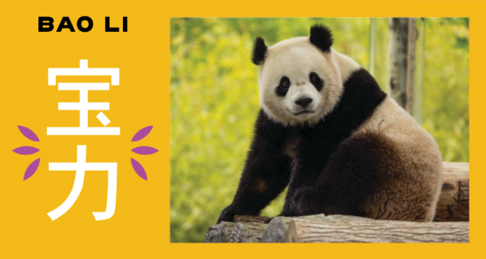 Banner showing photo of Giant Panda Bao Li with his name written in Chinese and English with pronunciation