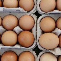 The US dodged a bird flu pandemic in 1957 thanks to eggs and dumb luck – with a new strain spreading fast, will Americans get lucky again?