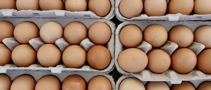 The US dodged a bird flu pandemic in 1957 thanks to eggs and dumb luck – with a new strain spreading fast, will Americans get lucky again?