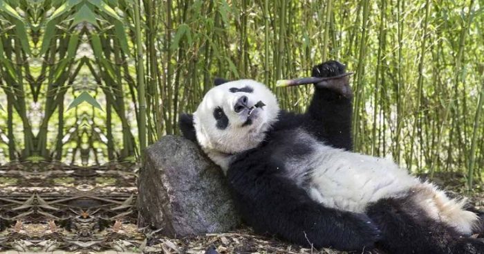 Giant Panda lolling against a rock eating bamboo shot (this is not a National Zoo panda)