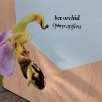 Display label showing text and illustration of a bee orchid