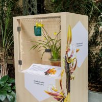 A painted display case showcasing food-deceptive orchids