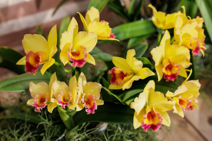Close up of bright yellow and pink orchid blossoms