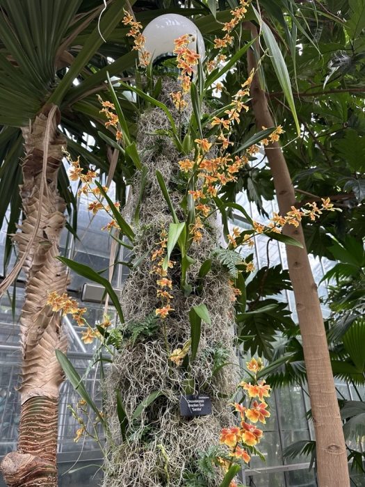 orange orchids and spahgnum moss cover a lamp post