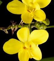 Close up of yellow orchid