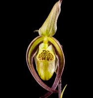 Close-up of orchid against a black background