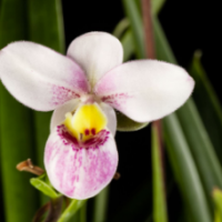 Close up of orchid "White Star"