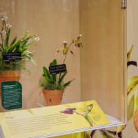 Display case explaining orchid "trap[s"