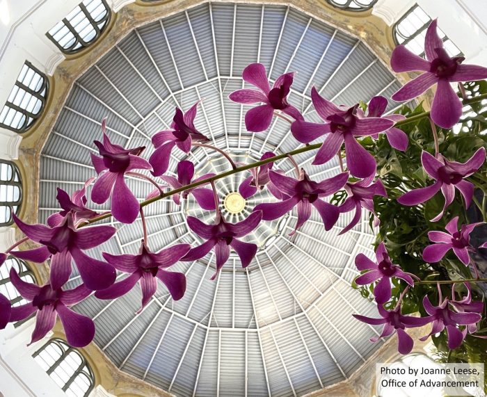 Purple orchids photographed from below with domed ceiling of Arts & Industries Building in the background
