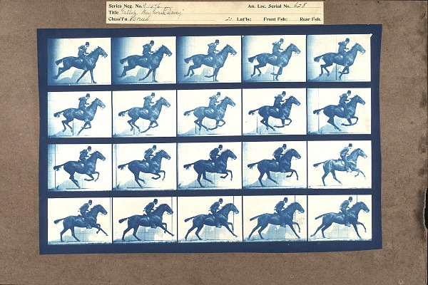 Series of images showing horse Daisy galloping