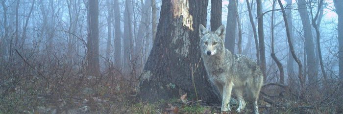 Screenshot from emammal.com of coyote in the woods