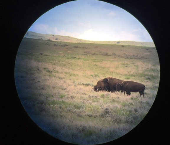 Photo from postdoctoral fellow Claire Bresnan of her field work in Montana working with American bison.