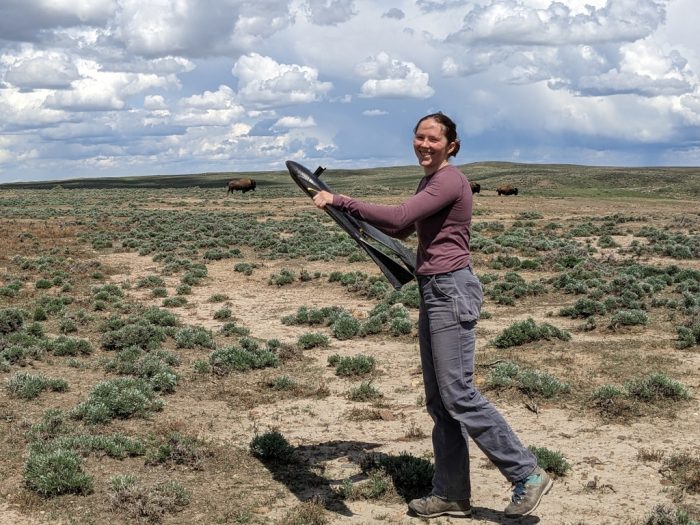 Photo from postdoctoral fellow Claire Bresnan of her field work in Montana working with American bison.