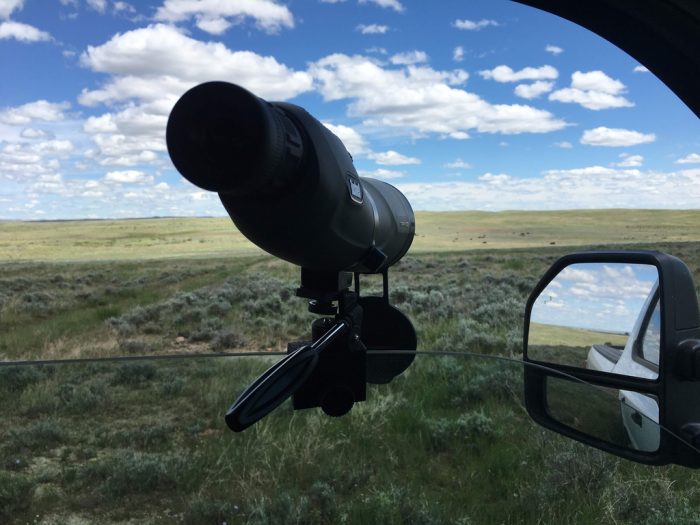 Photo from postdoctoral fellow Claire Bresnan of her field work in Montana working with American bison.