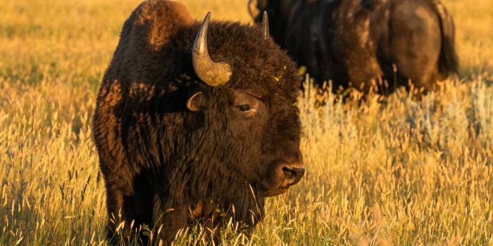 Two American buffalo (bison_) in a field of high grass