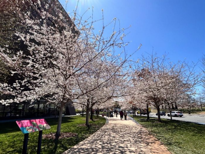 People walking on broad sidewalk with blooming cherry trees on either side.