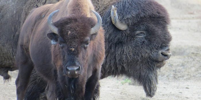 Close-up of two bison, one facing the camera
