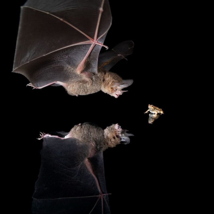 A bat is reflected on a black glass surface as he dives toward a frog