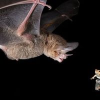 Young bats learn to be discriminating when listening for their next meal Young bats learn to be discriminating when listening for their next meal