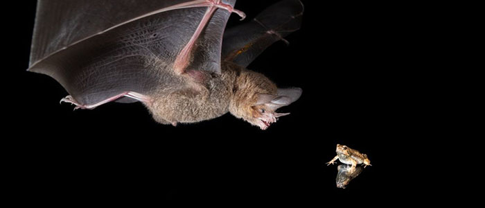 Young bats learn to be discriminating when listening for their next meal