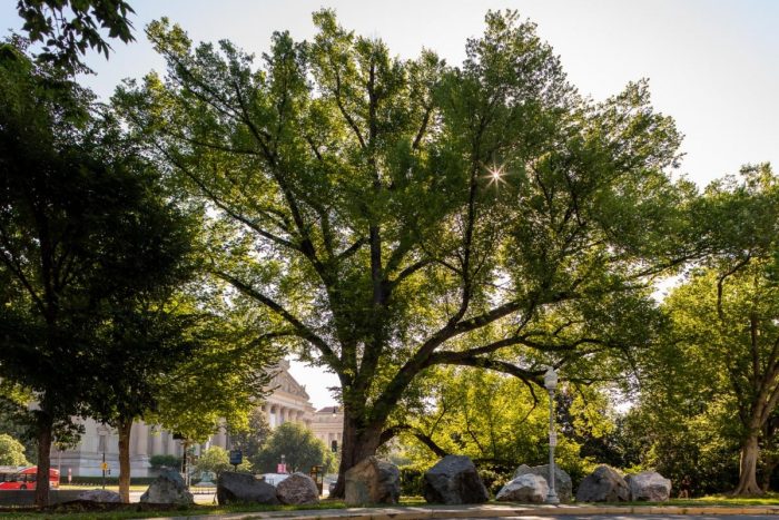 Large tree on the mall along Constitution Avenue