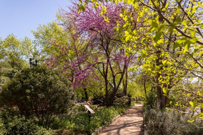 An Eastern Redbud in bloom along a garden pathway.