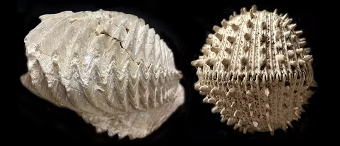 Ancient fossils show how the last mass extinction forever scrambled the ocean’s biodiversity